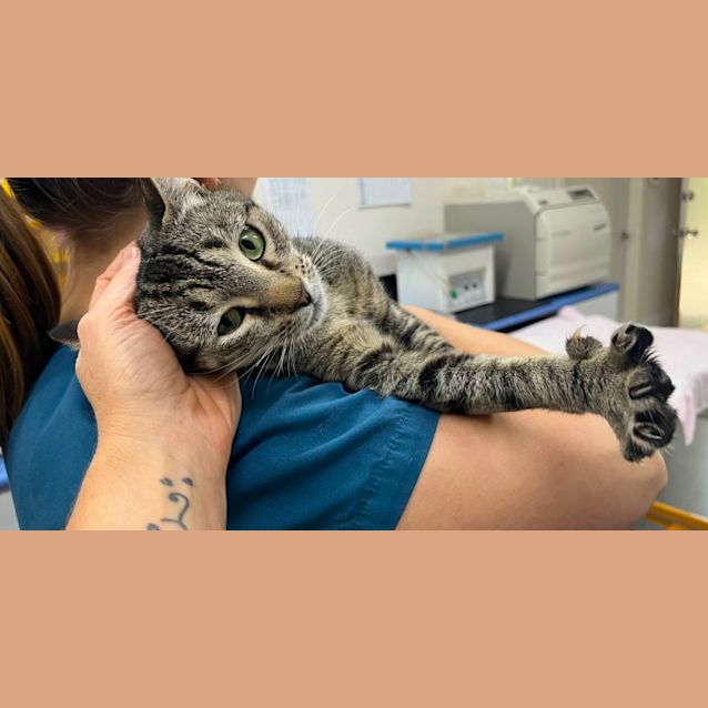 Photo of Nigella 🍪💖