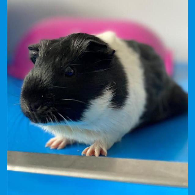 Photo of Tink 
