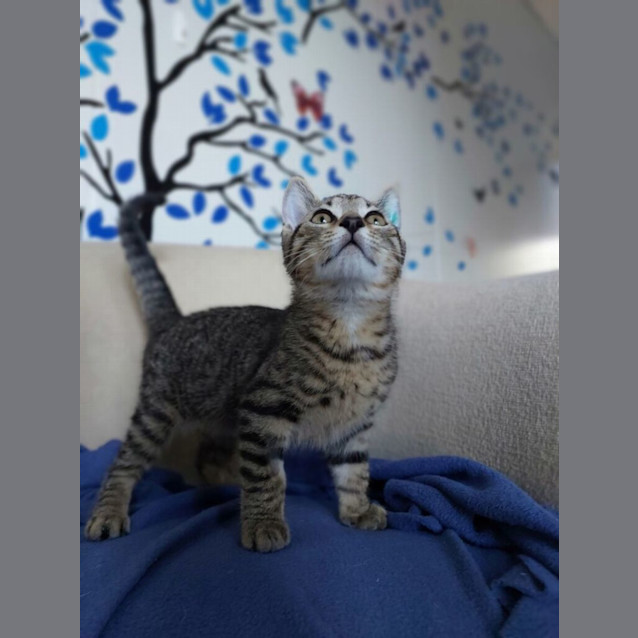 Photo of Sir Whiskersworth