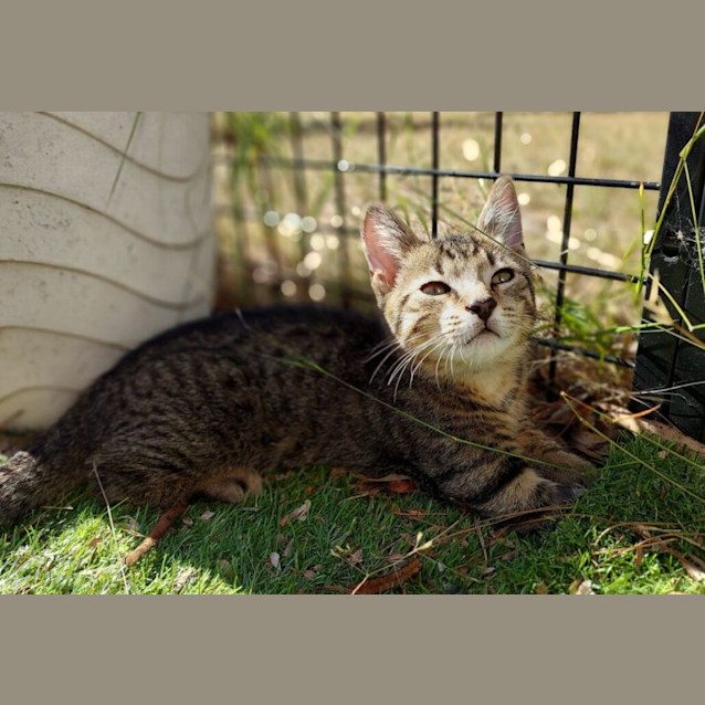 Photo of Sir Whiskersworth