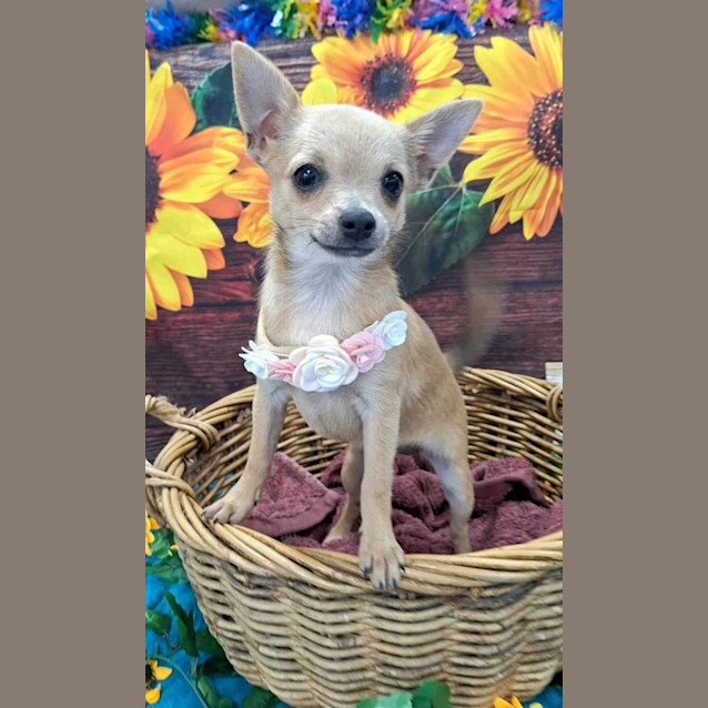 Photo of Lily