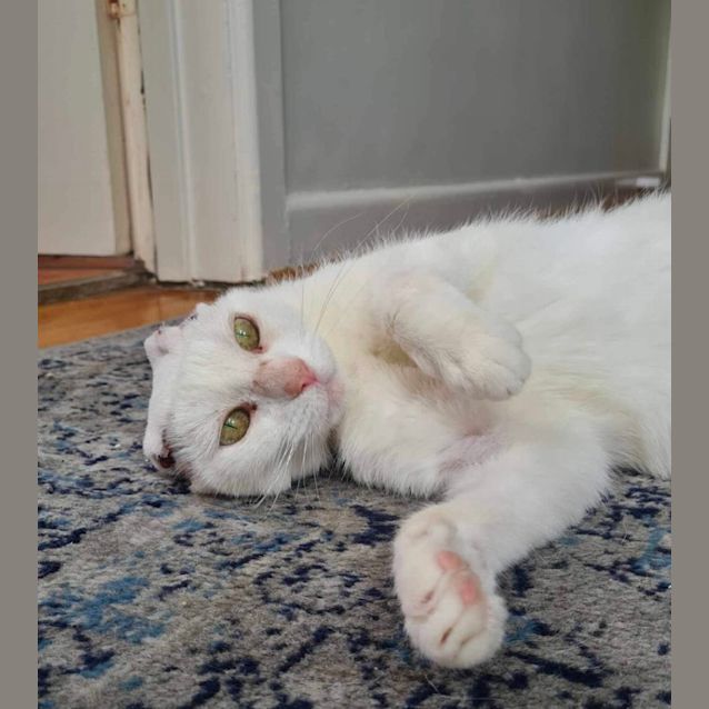 Photo of 🩷 Blossom 🩷