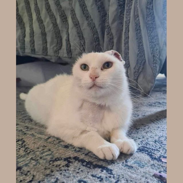 Photo of 🩷 Blossom 🩷