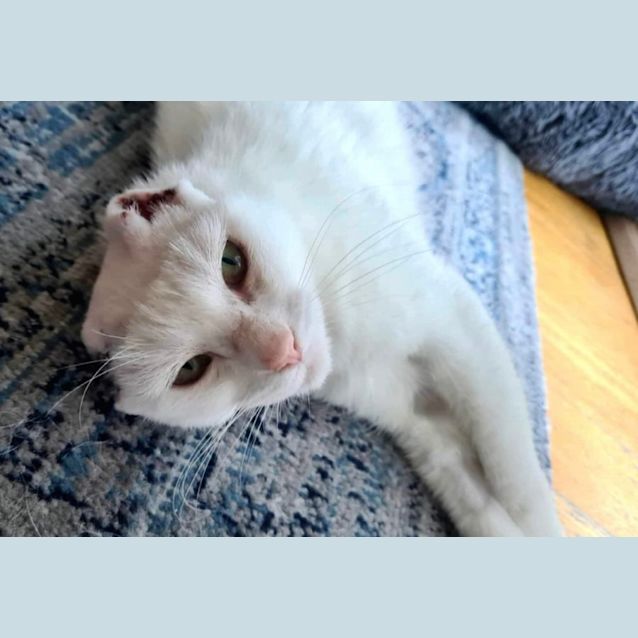 Photo of 🩷 Blossom 🩷