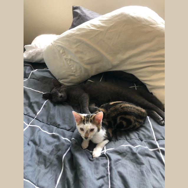 Photo of Bella