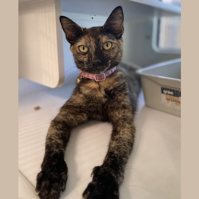 Photo of Pippy