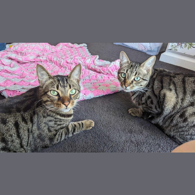 Photo of Oggy And Nova