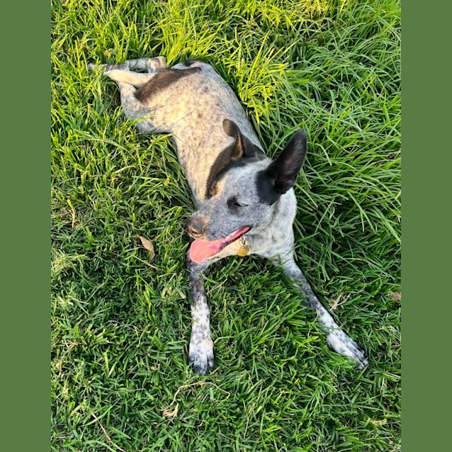 Photo of Dimity Dara