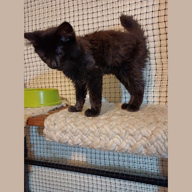 Photo of Salem ** 2nd Chance Cat Rescue**