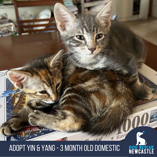 Photo of Yin & Yang   3 Month Old Domestic Short Hair (Tria