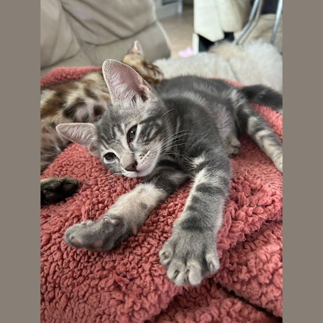 Photo of Yin & Yang   3 Month Old Domestic Short Hair (Tria