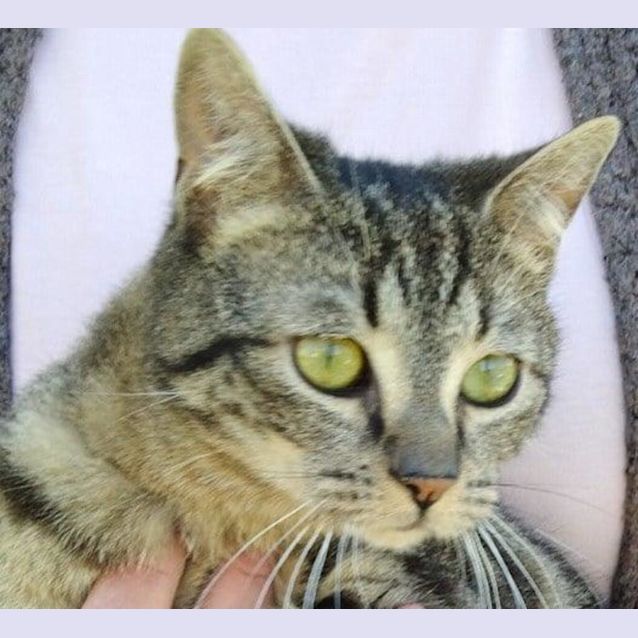 Photo of Tingo (Tig)