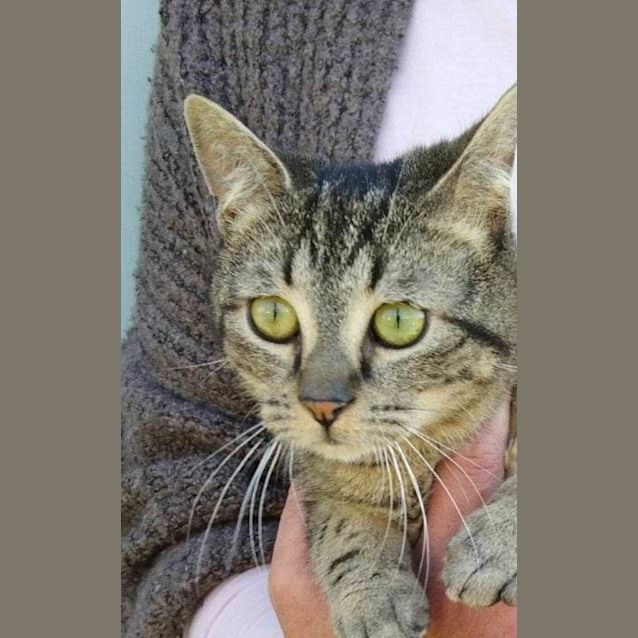 Photo of Tingo (Tig)