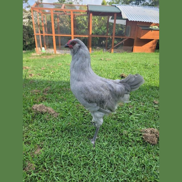 Photo of Chook Chook