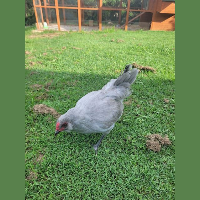 Photo of Chook Chook