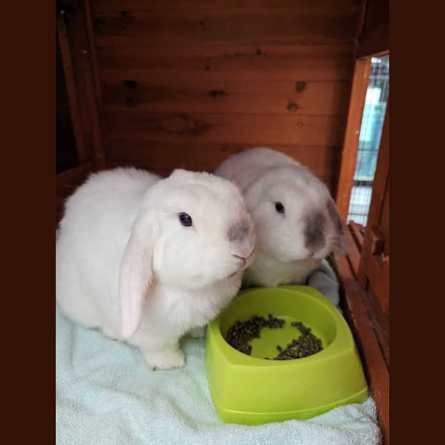 Photo of Miso & Melody (Vi Bs)