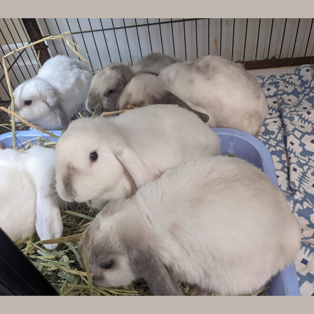 Photo of Miso & Melody (Vi Bs)