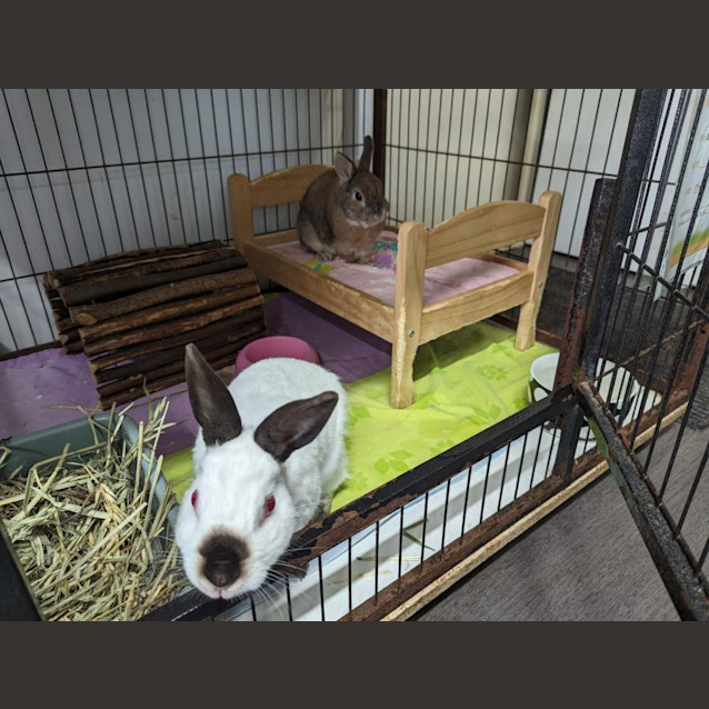 Photo of Bamboo & Tilly (Vi Bs)