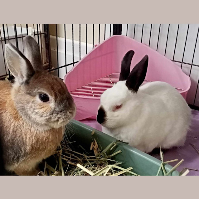 Photo of Bamboo & Tilly (Vi Bs)