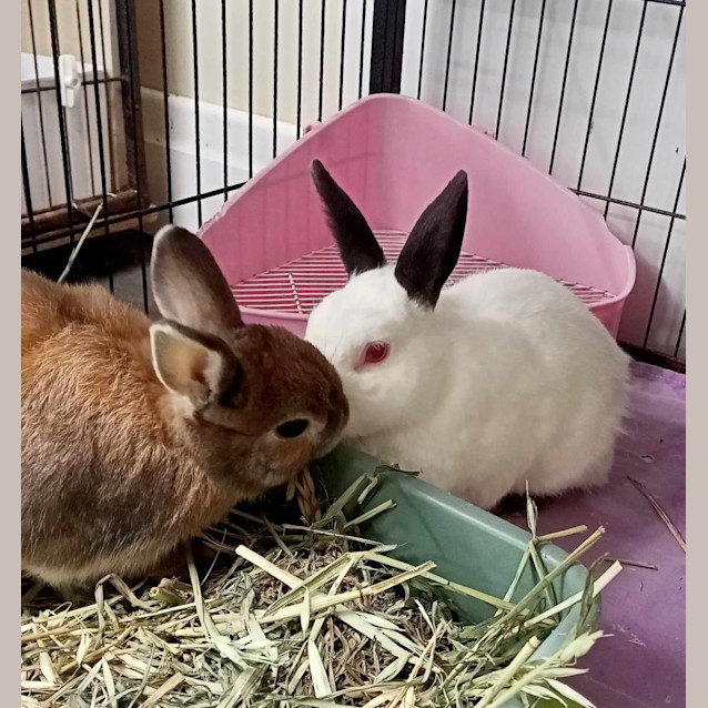 Photo of Bamboo & Tilly (Vi Bs)