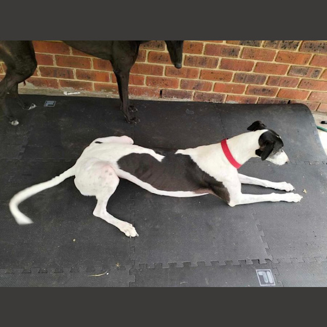 Photo of Molly   Greyhound