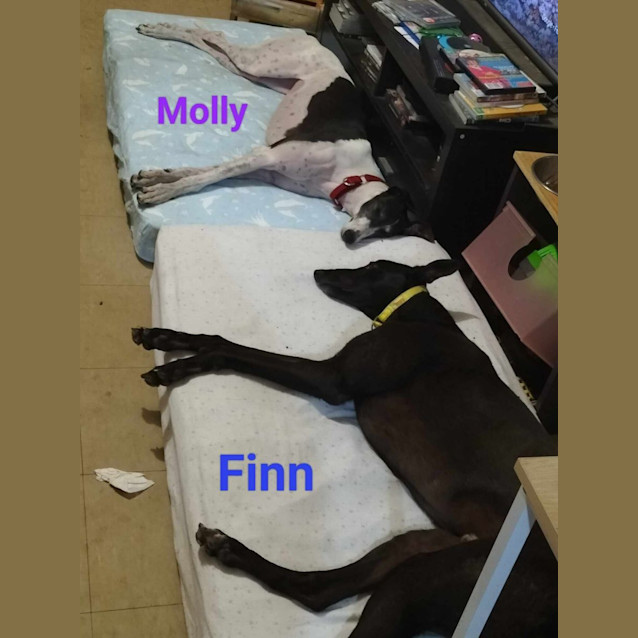 Photo of Molly   Greyhound
