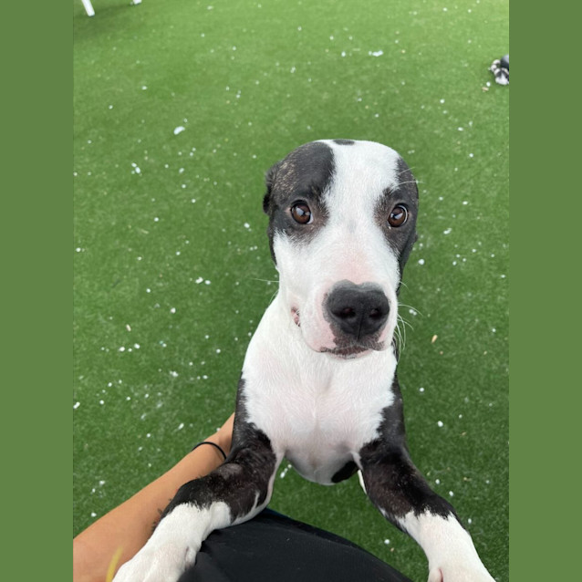 Photo of Marcus Imp 2407