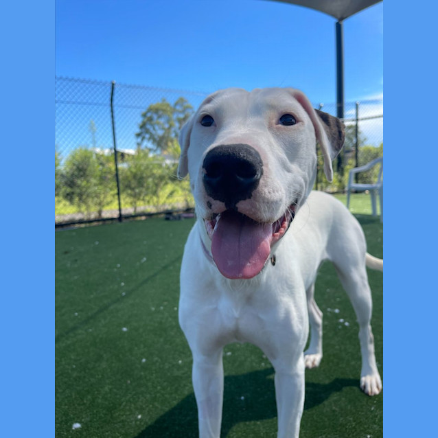 Photo of Dove Imp 2366