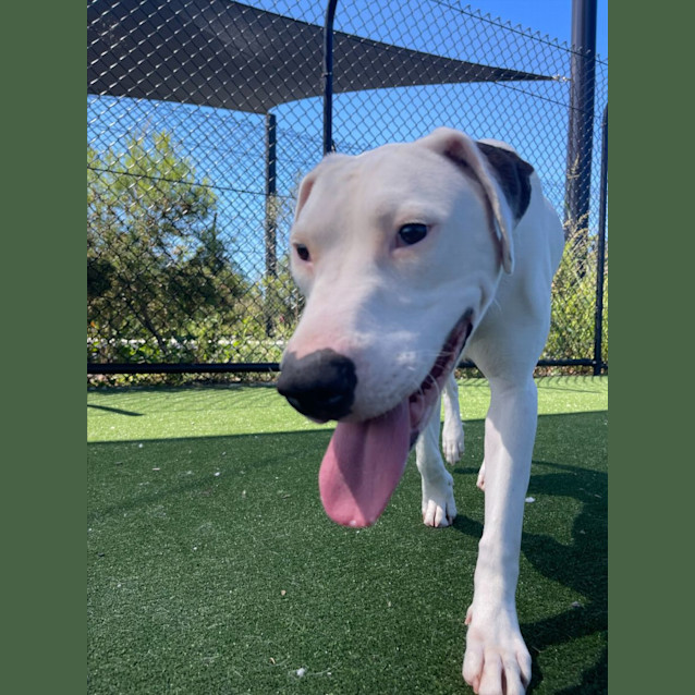 Photo of Dove Imp 2366