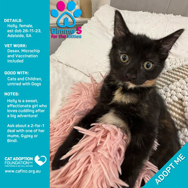 Photo of Holly Just $50 Limited Time!