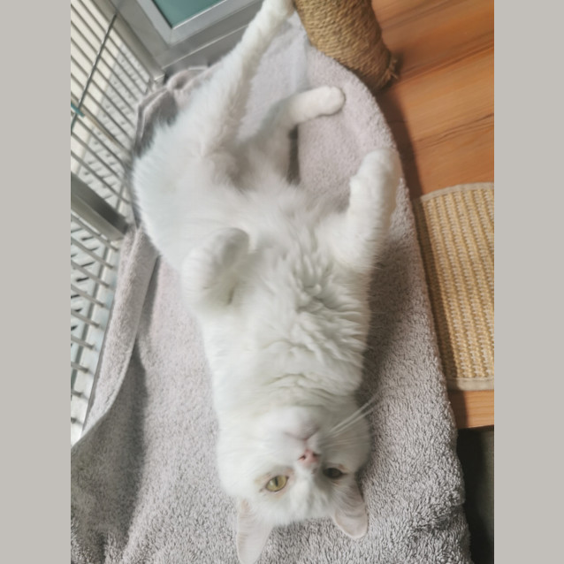 Photo of Cleo