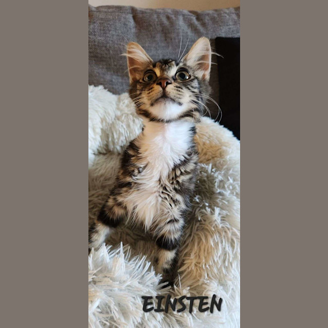 Photo of Einstein