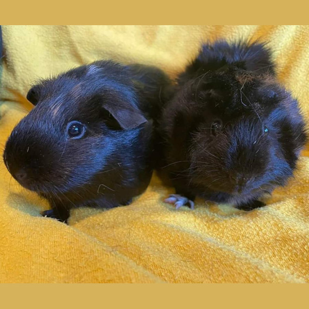 Photo of Madison & Piccola