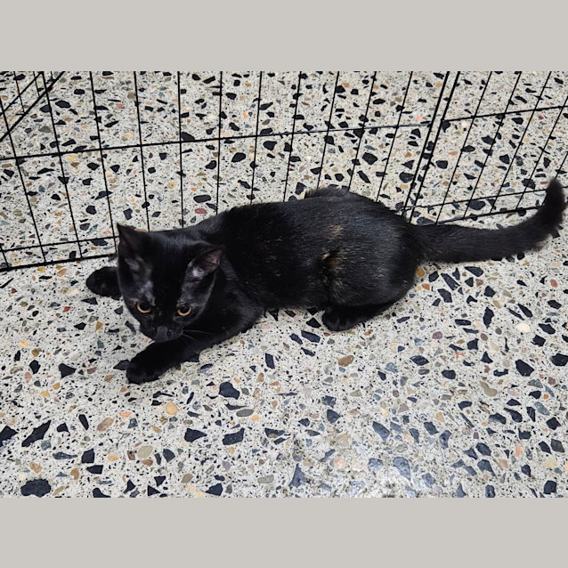 Photo of Pebbles