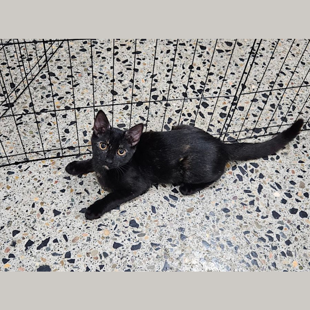 Photo of Pebbles