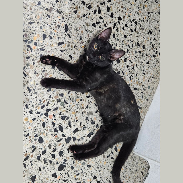 Photo of Pebbles
