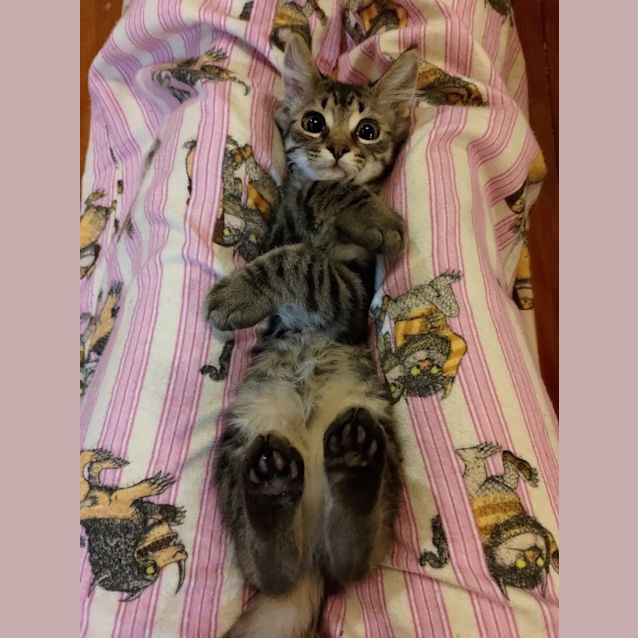 Photo of Mogwai