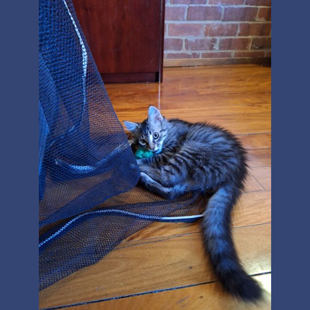 Photo of Mogwai