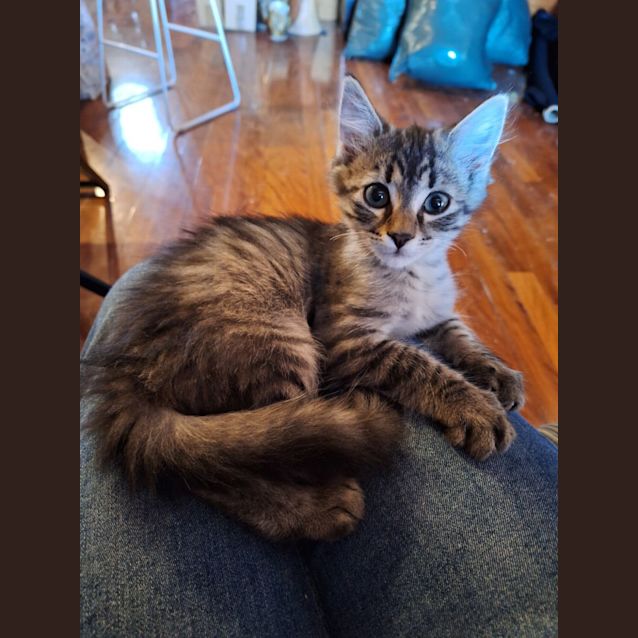 Photo of Ewok