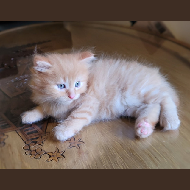 Photo of Chester K12