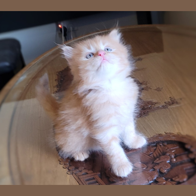 Photo of Chester K12