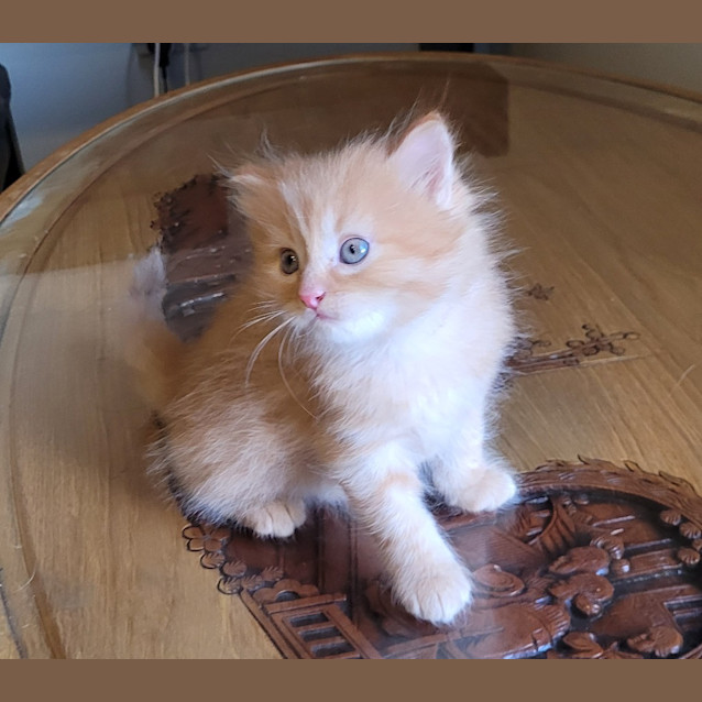 Photo of Chester K12