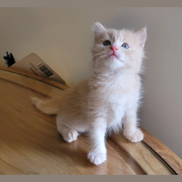 Photo of Gizmo (K15)