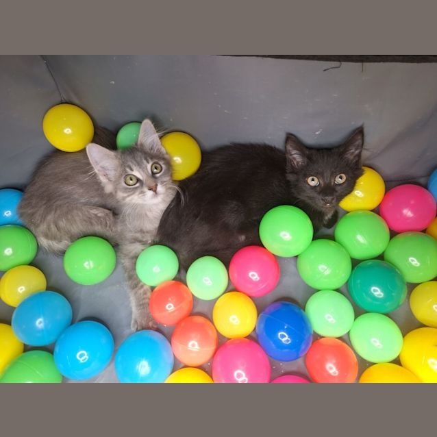 Photo of Tribble And Critter