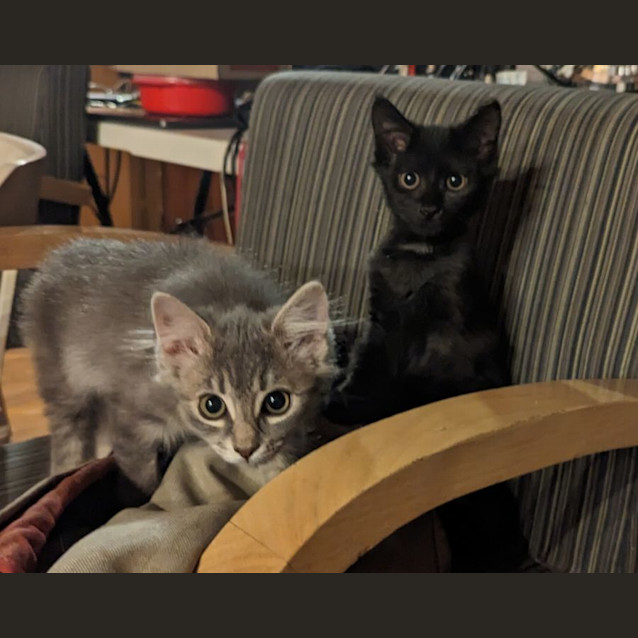 Photo of Tribble And Critter
