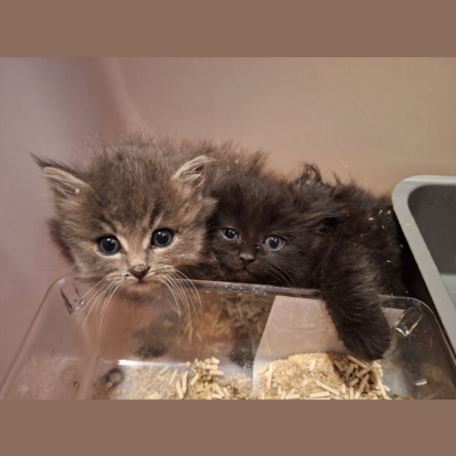 Photo of Tribble And Critter