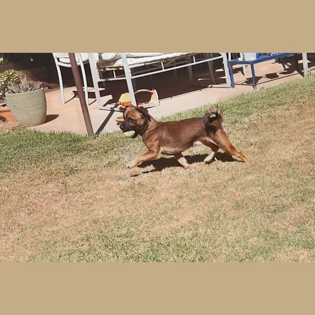 Photo of Rufus
