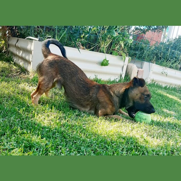 Photo of Rufus