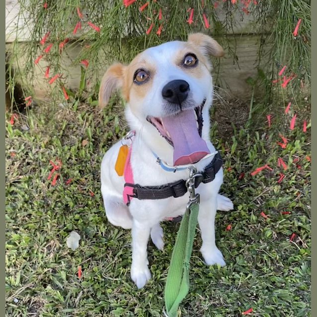 Photo of Laila
