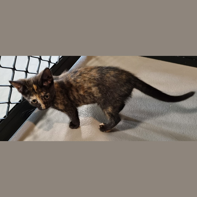 Photo of Violet (Crumble)